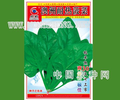 澳洲耐热菠菜